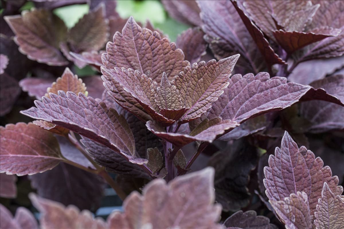 Solenostemon 'Velvet Lace'