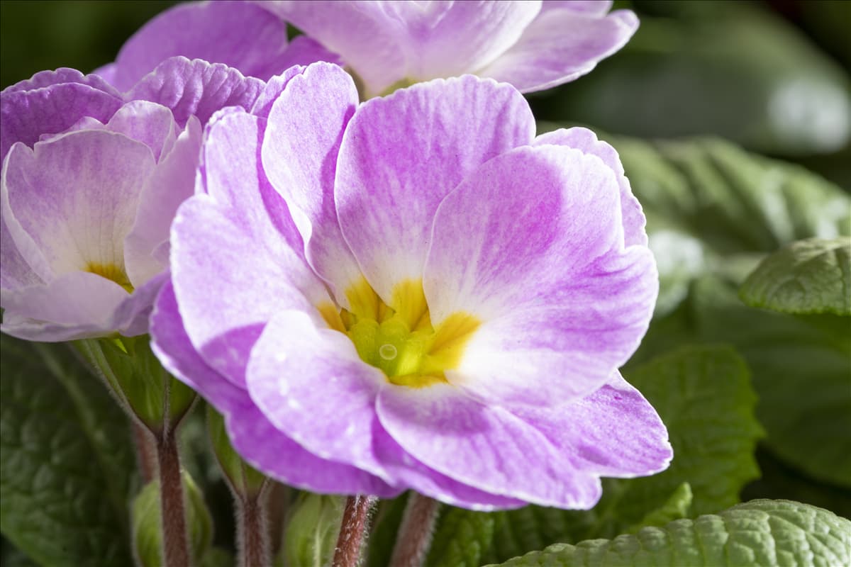 Primula vulgaris 'Milkshake'