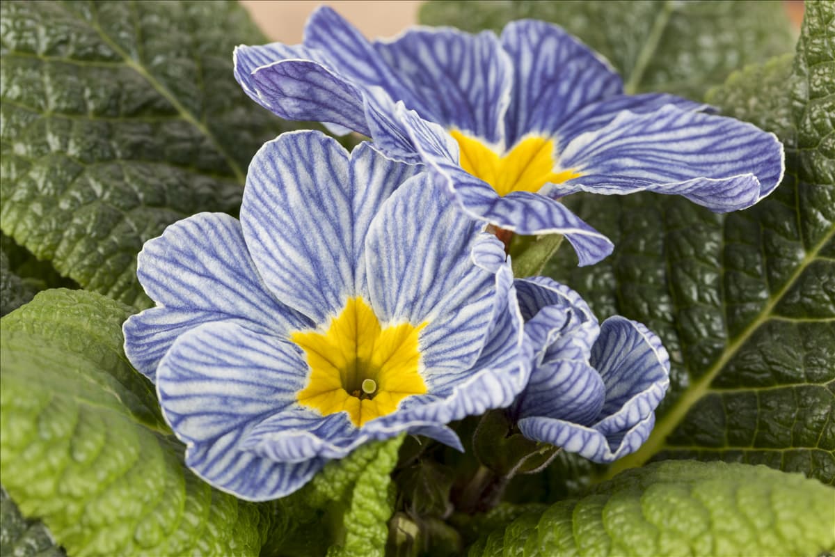 Primula vulgaris 'Nautilus® Blue Vein'