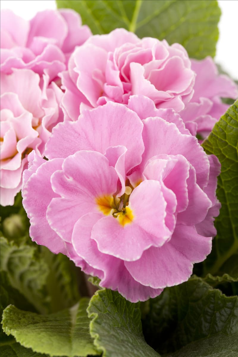 Primula vulgaris