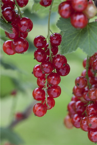 Ribes rubrum