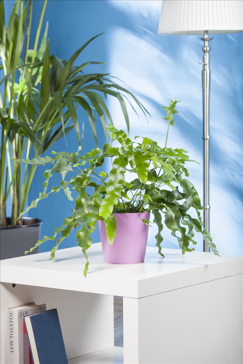 Phlebodium aureum