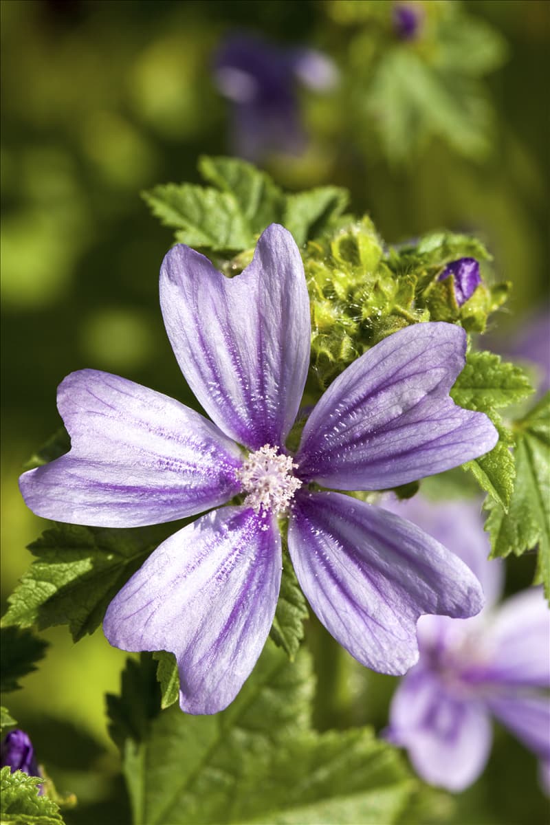 Sidalcea malviflora