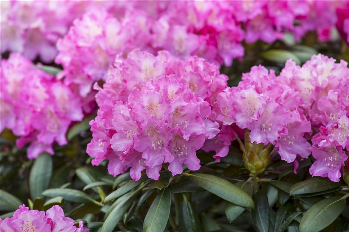 Rhododendron 'Anastasia'®