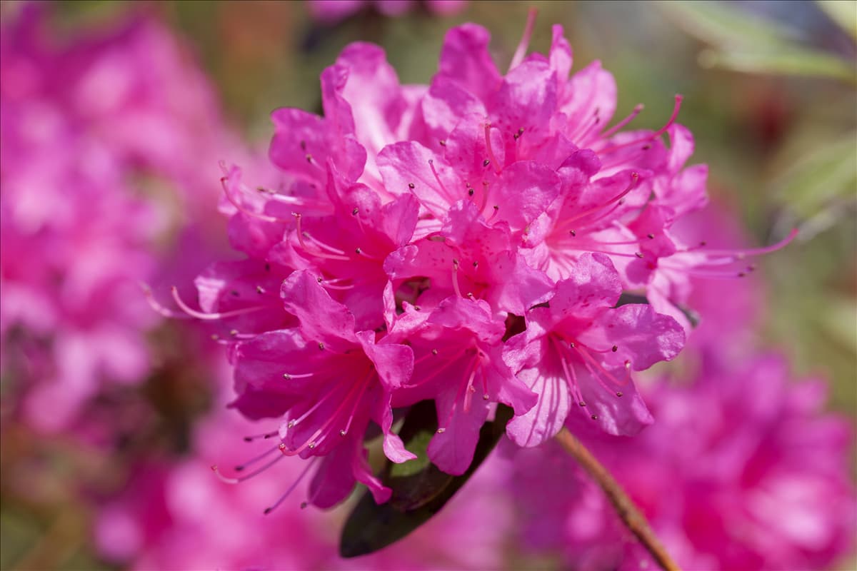 Rhododendron 'Hardijzer´s Beauty'