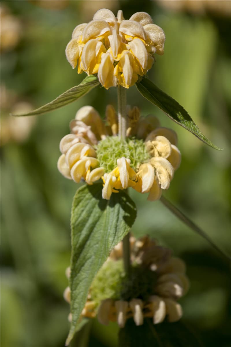 Phlomis russeliana