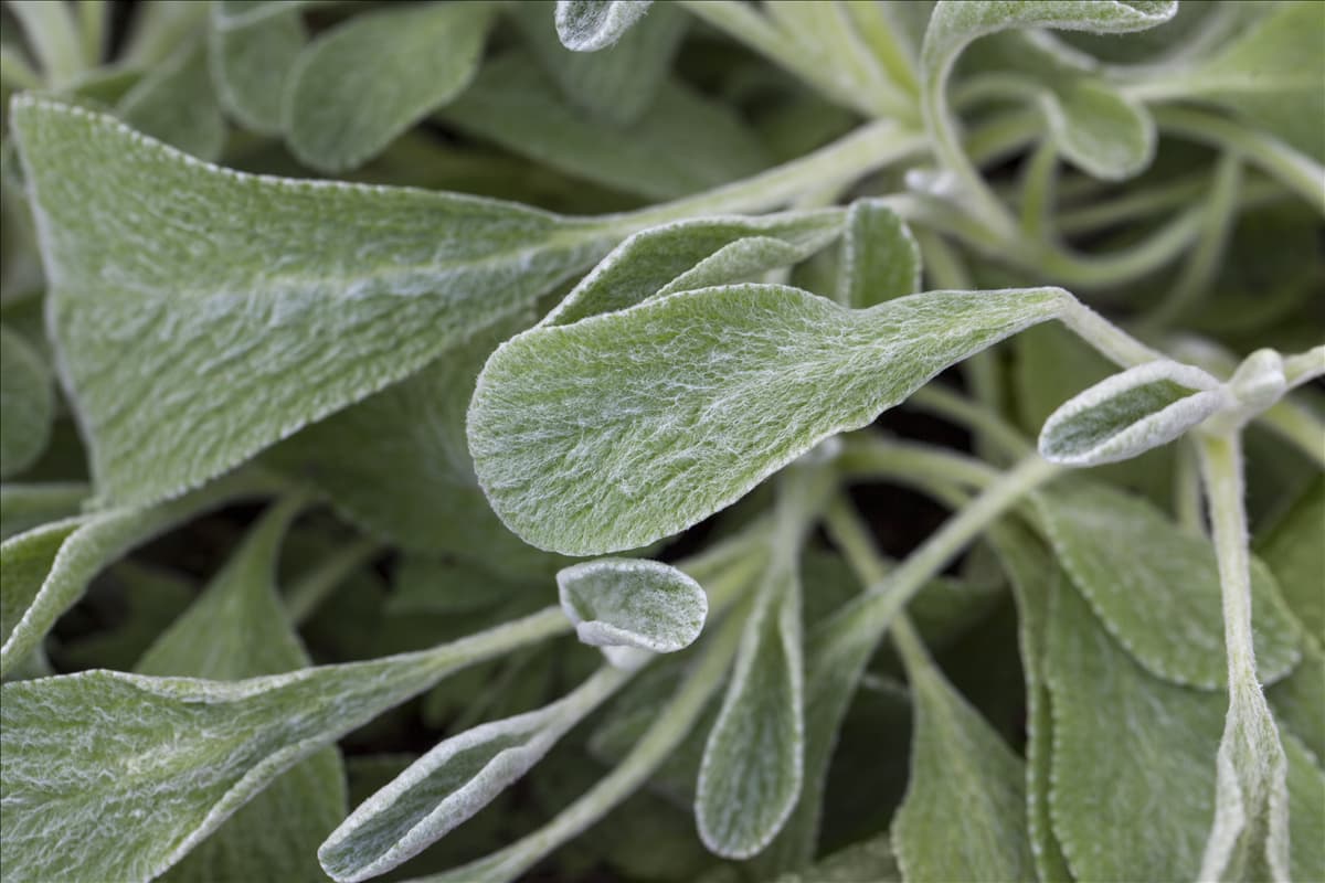 Sideritis syriaca