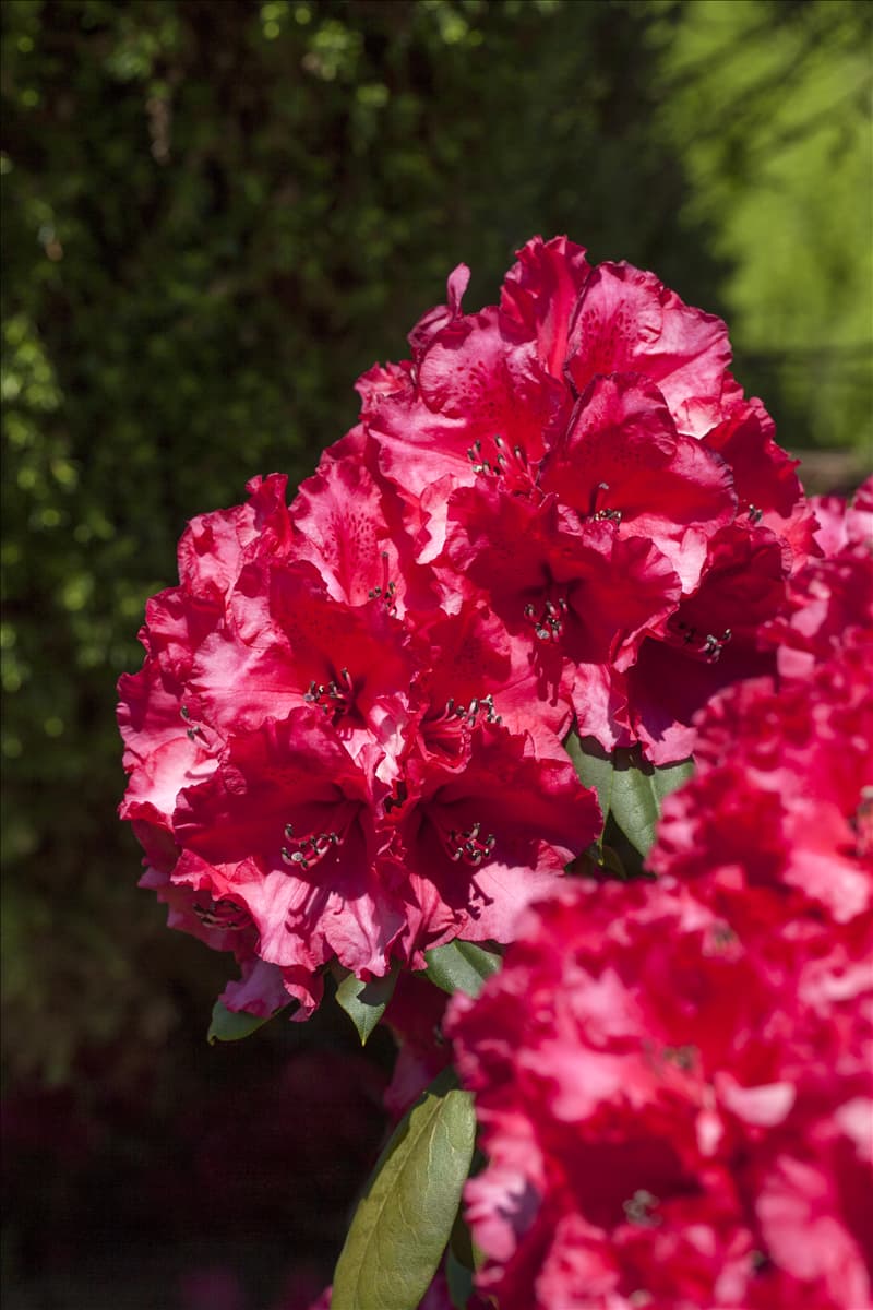 Rhododendron 'Attraktion'