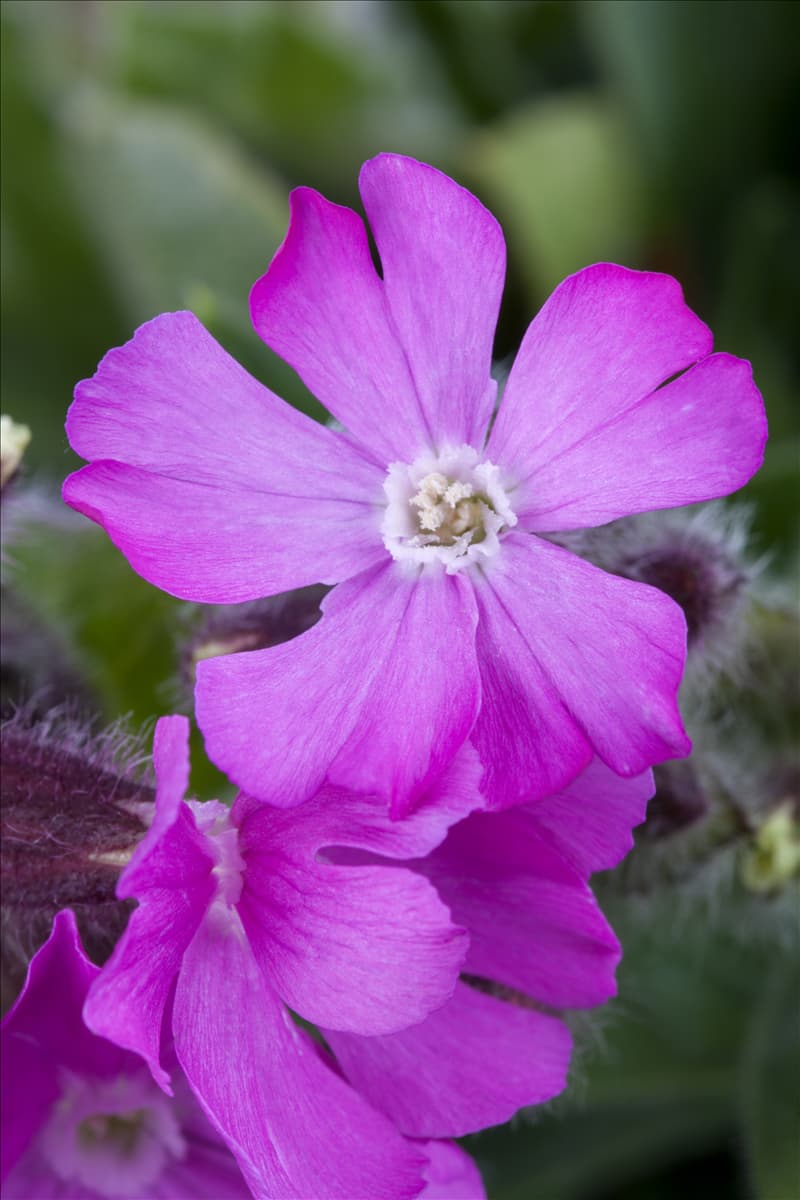 Silene x robotii 'Rollies Favorite'