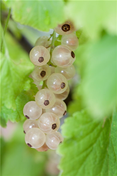 Ribes rubrum 'Weiße Versailler'