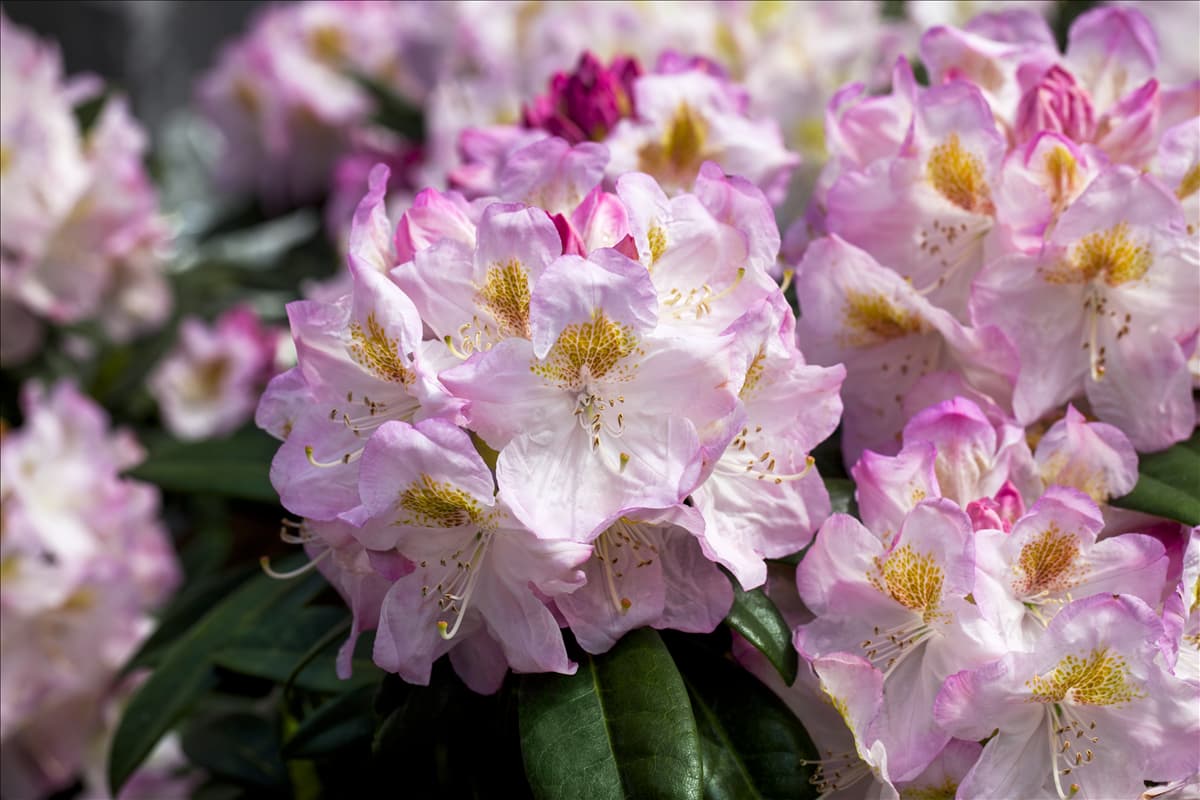 Rhododendron 'Brigitte'