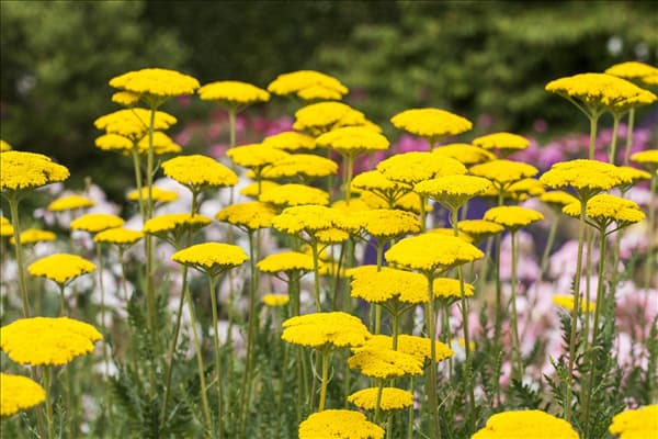 Achillea filipendulina 'Parker'