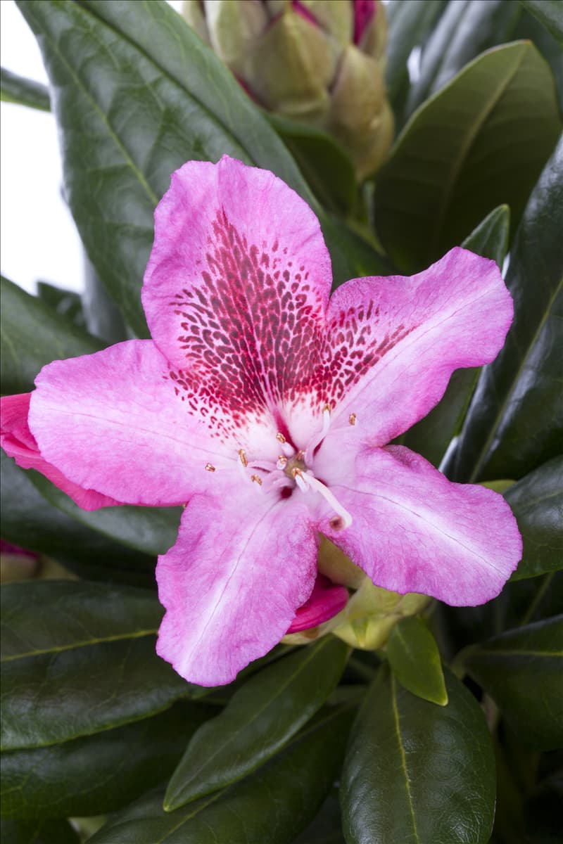 Rhododendron 'Cosmopolitan'