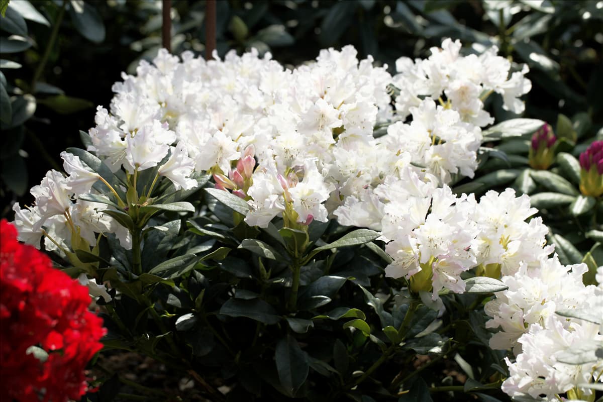Rhododendron 'Cunningham´s White'