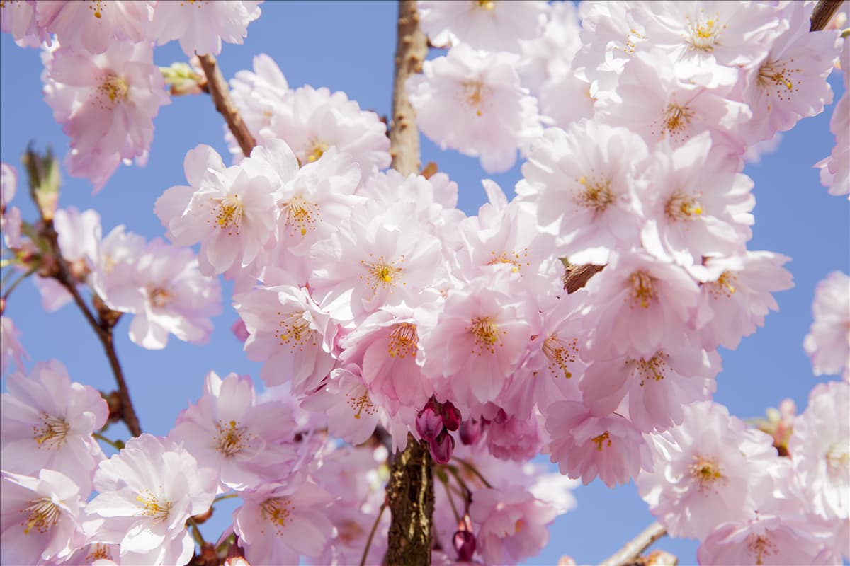 Prunus serrulata