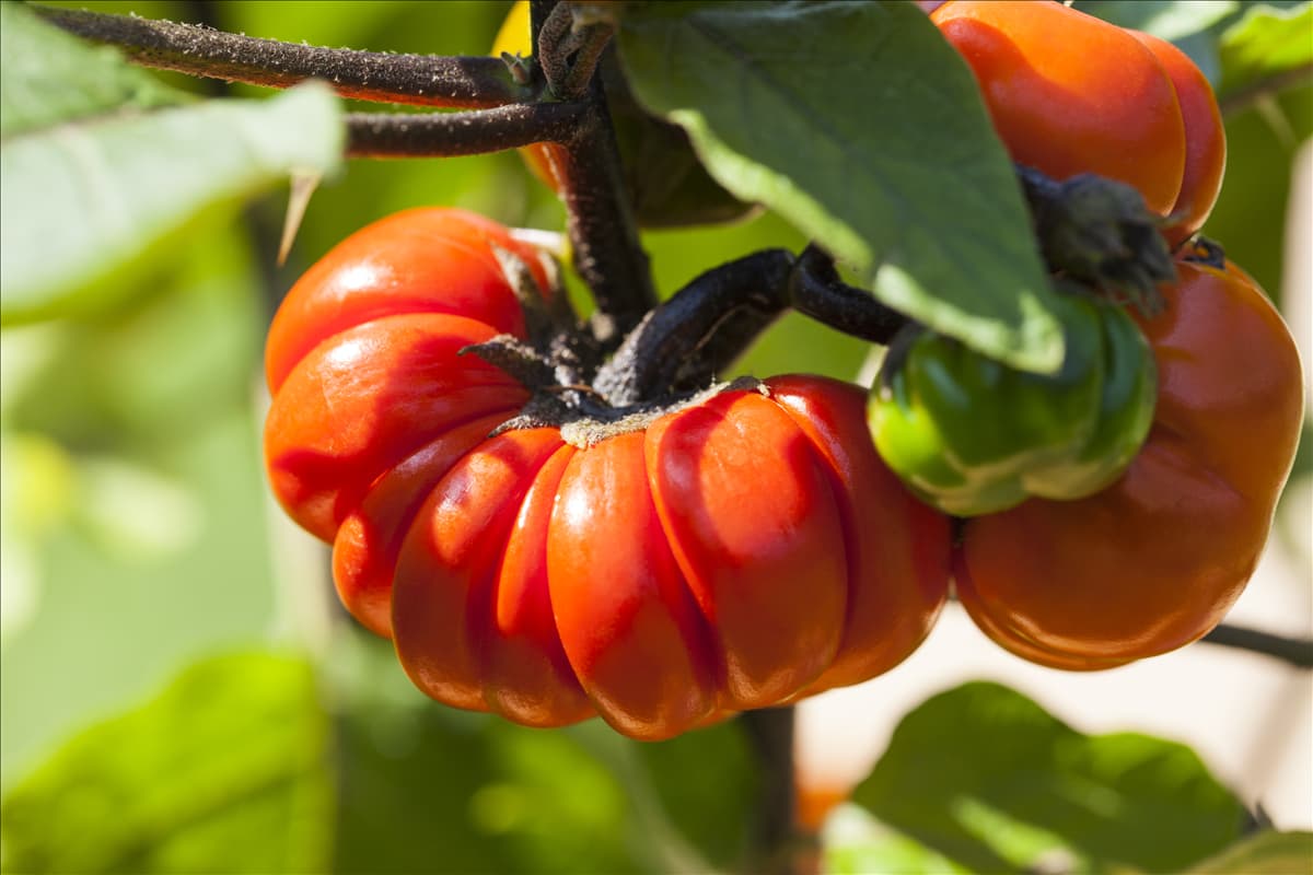Solanum 'Halloweenchen'