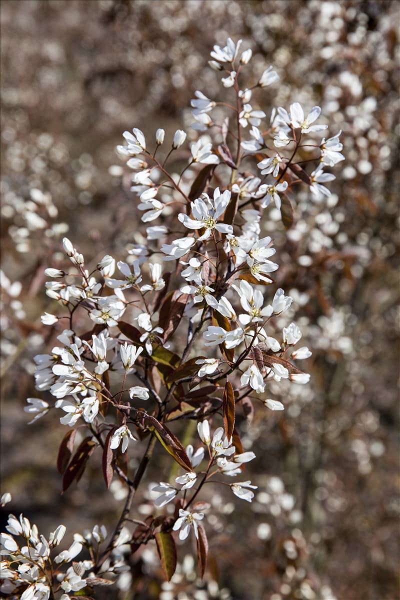Amelanchier lamarckii