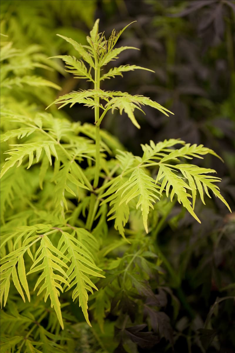 Sambucus racemosa 'Sutherland Gold'