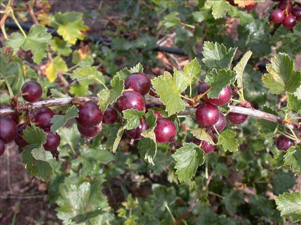 Ribes x nidigrolaria 'Jochina'