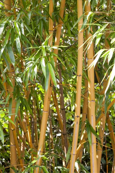 Phyllostachys aurea
