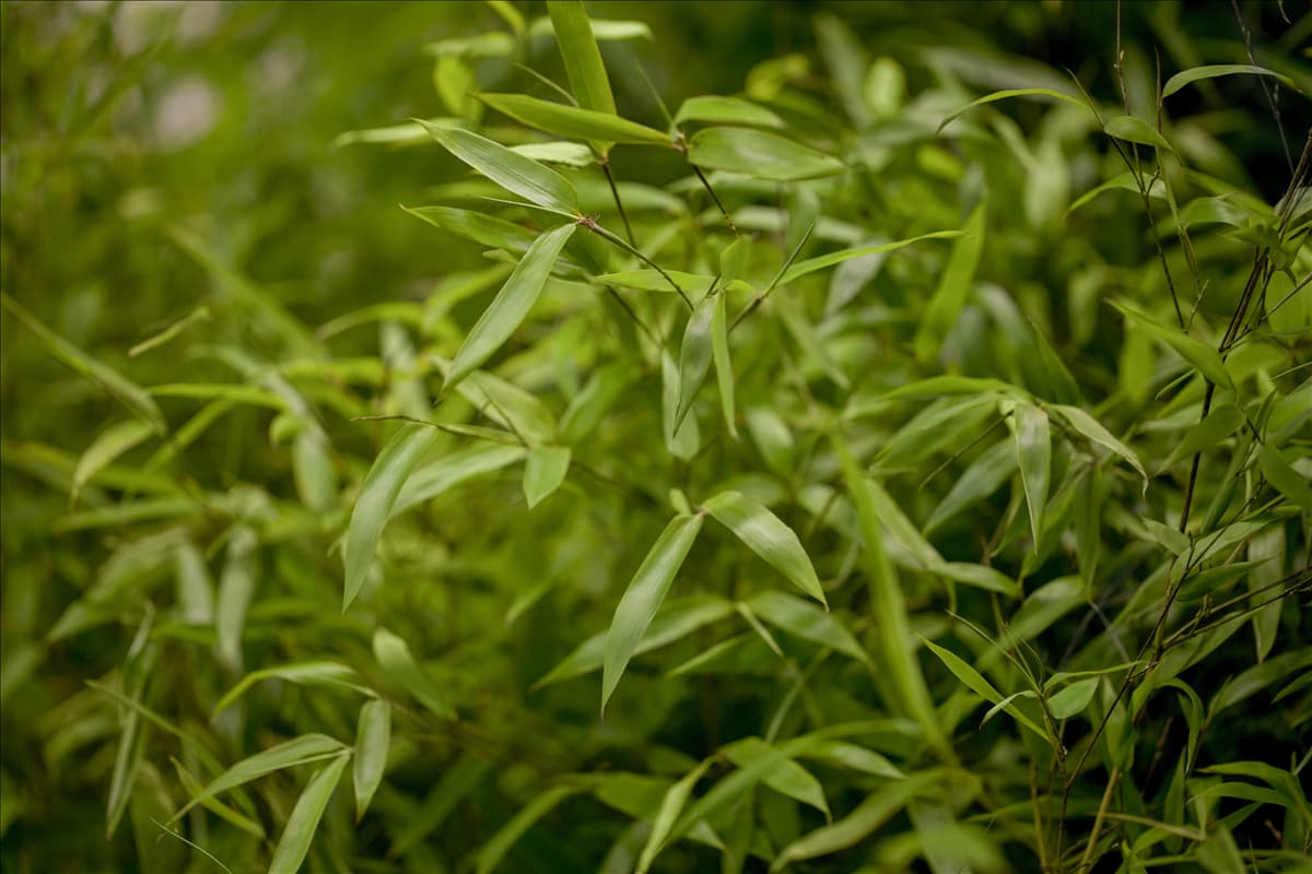Phyllostachys aureosulcata