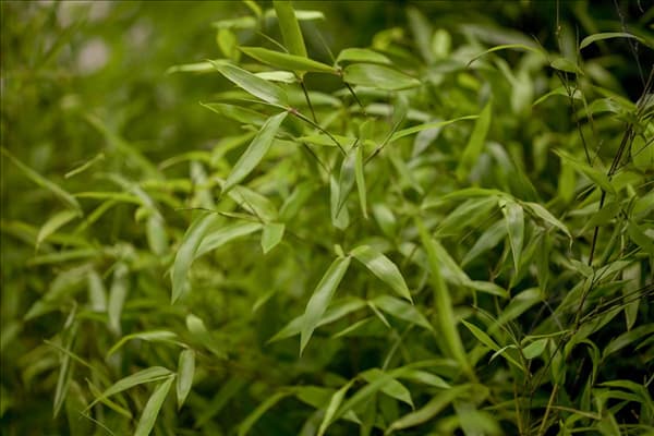 Phyllostachys aureosulcata