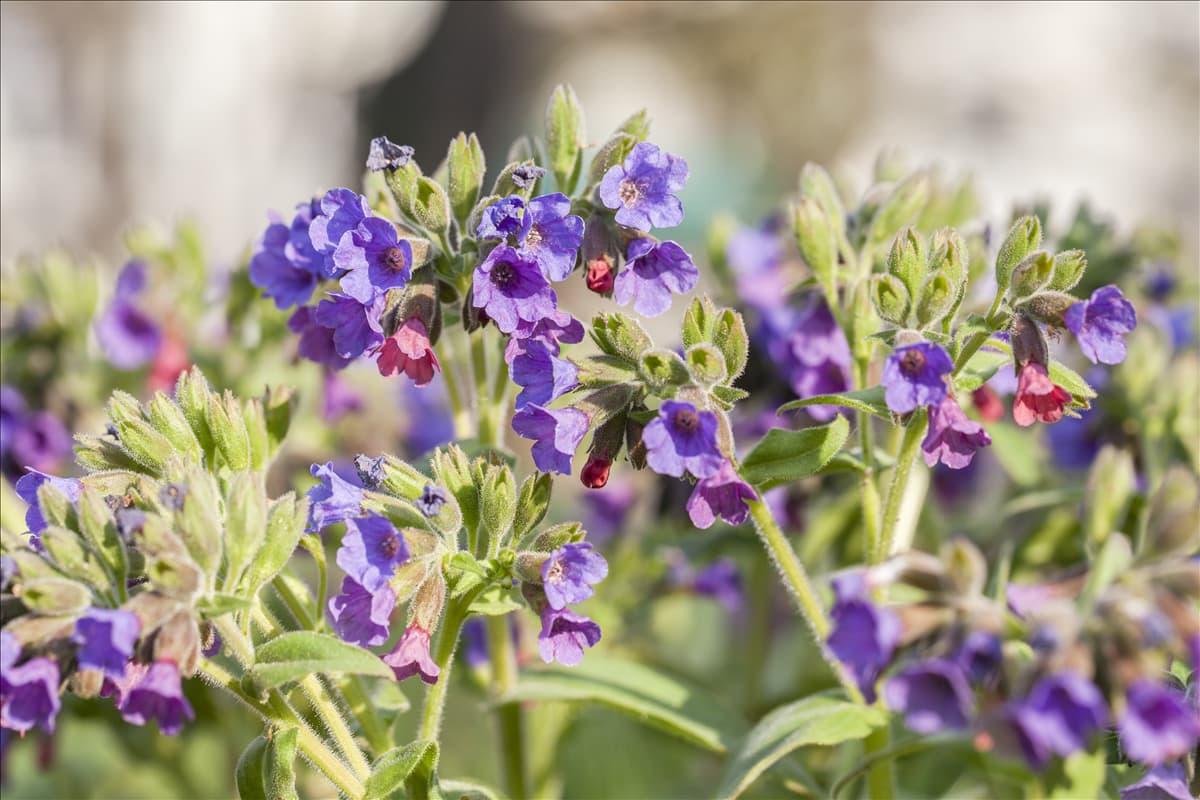 Pulmonaria mollis