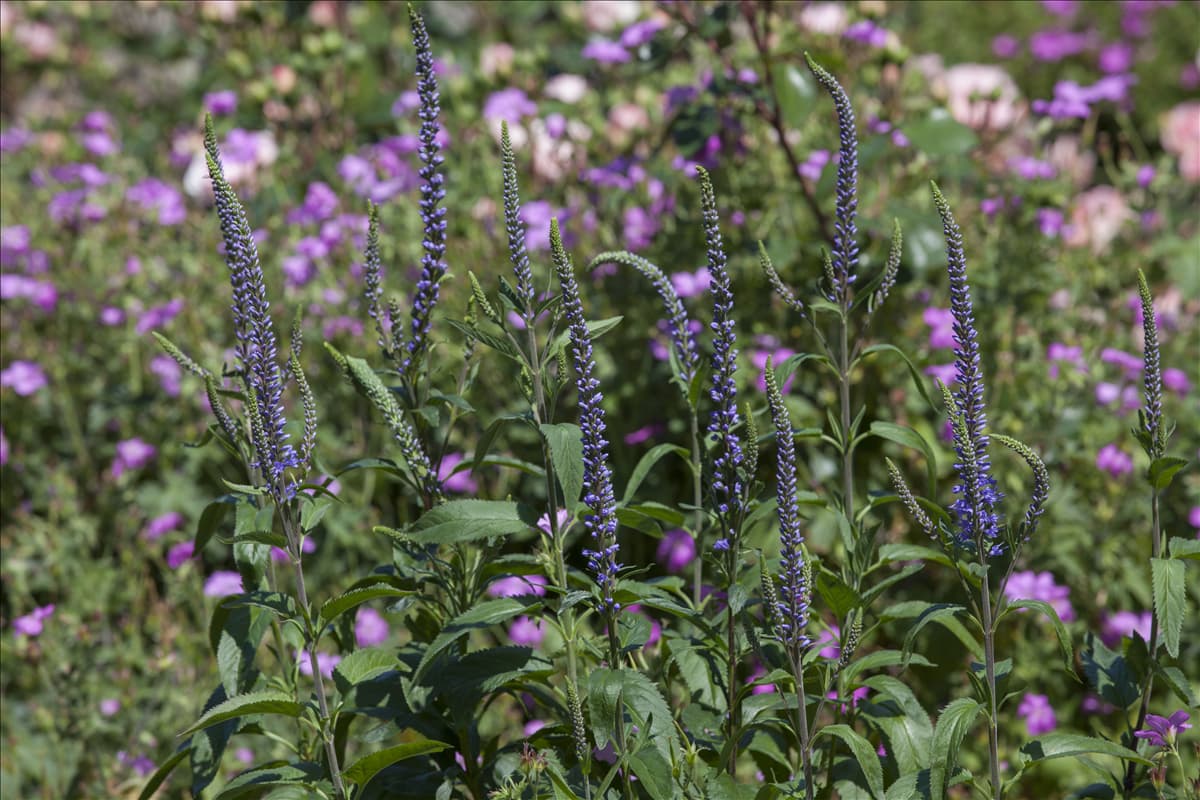 Veronica spicata
