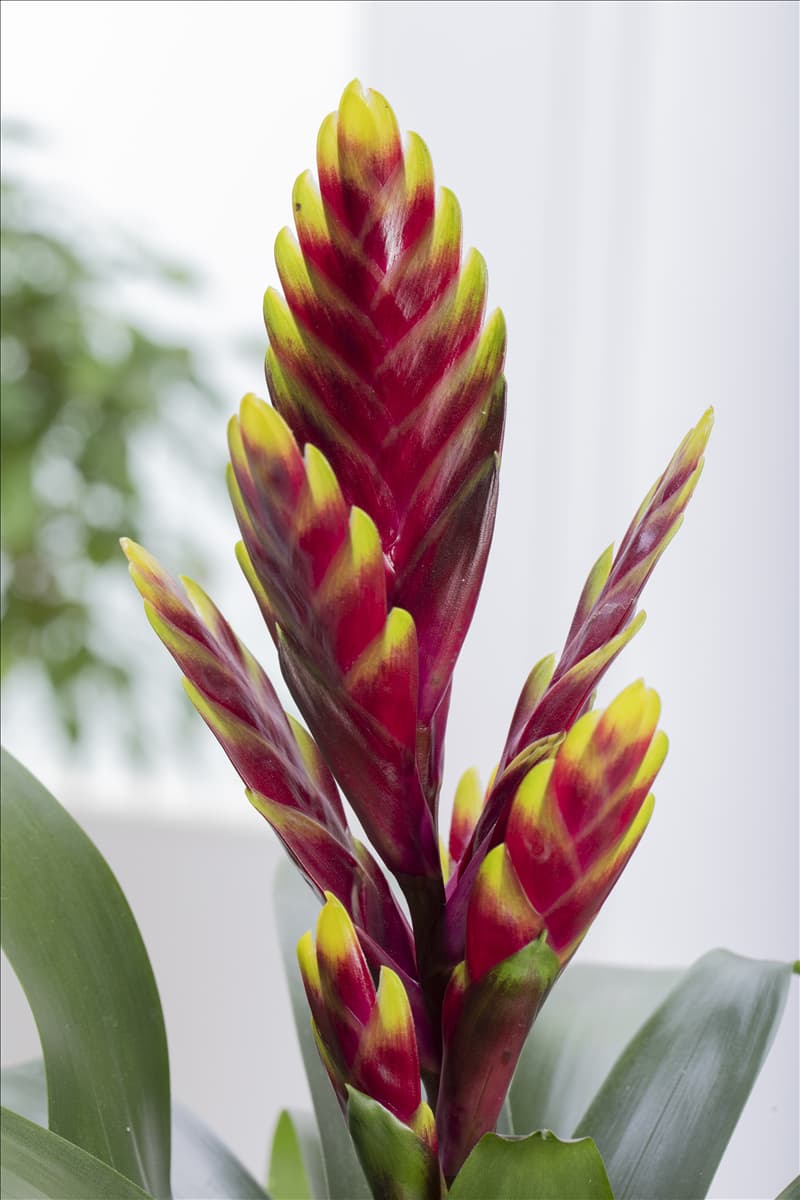 Vriesea 'Vogue'