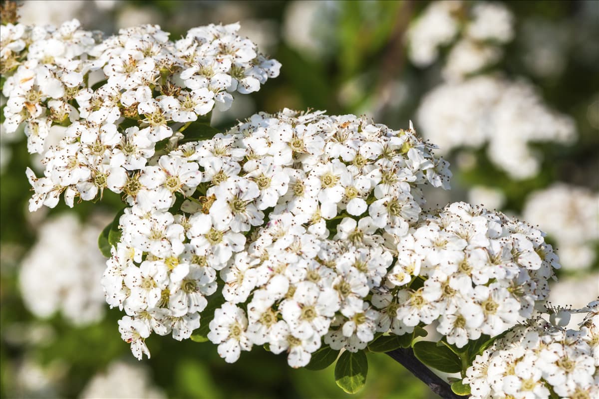 Spiraea nipponica 'Snowmound'