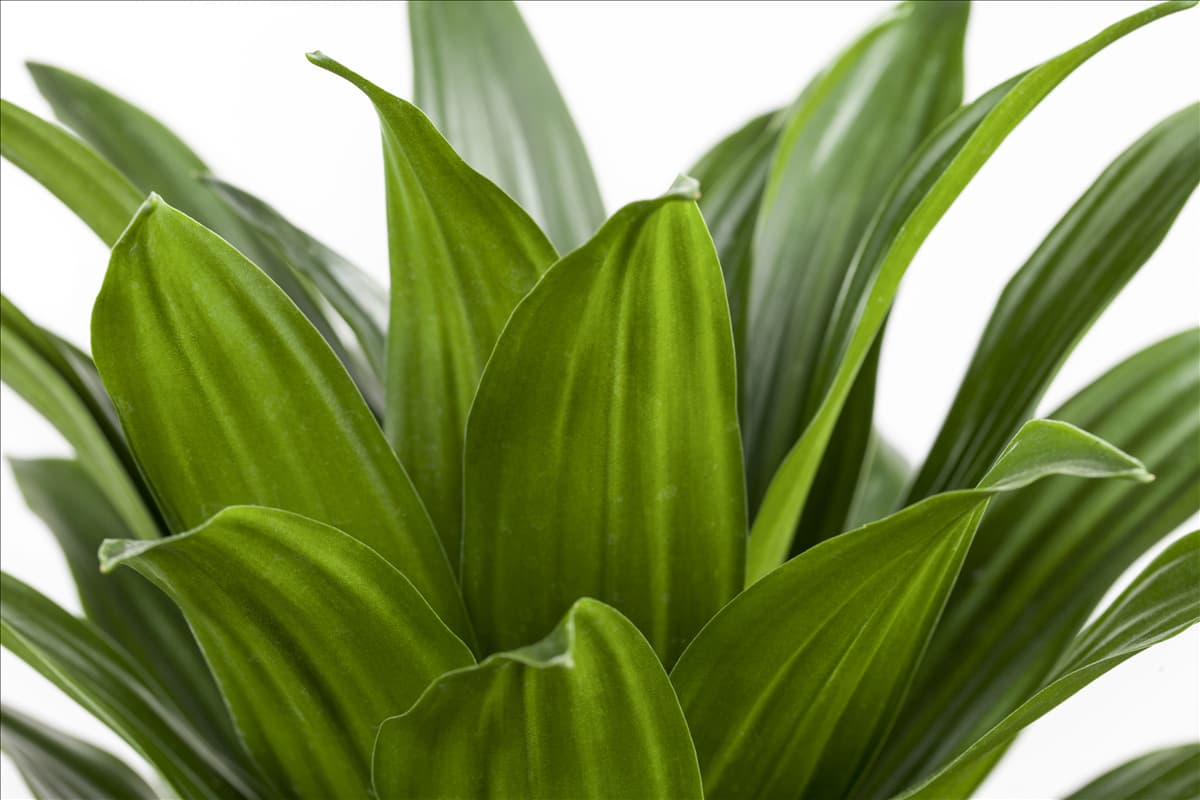 Dracaena deremensis 'Compacta'