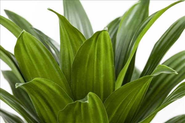 Dracaena deremensis 'Compacta'