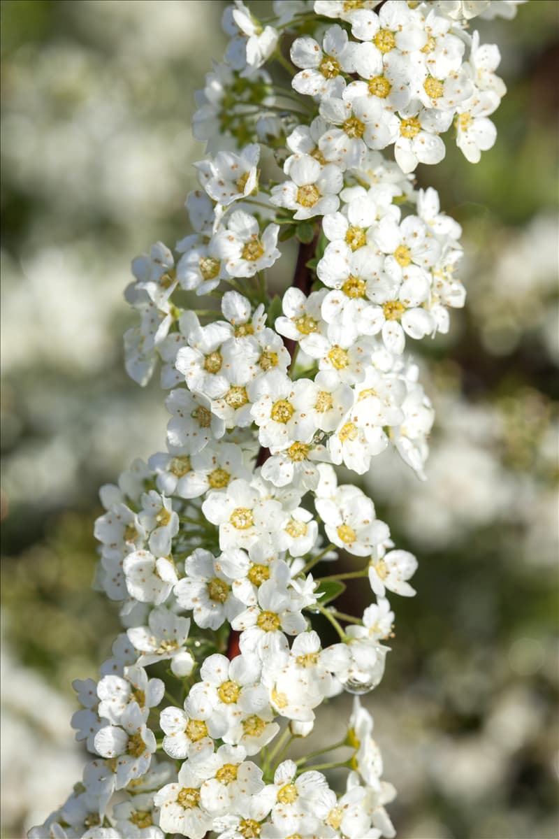Spiraea x cinerea 'Grefsheim'