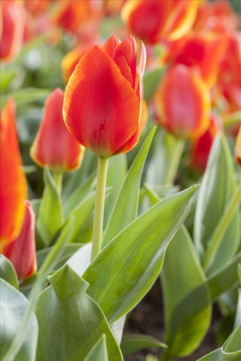 Tulipa greigii 'Treasure'