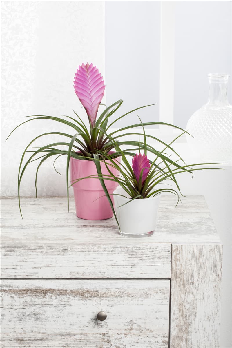 Tillandsia cyanea
