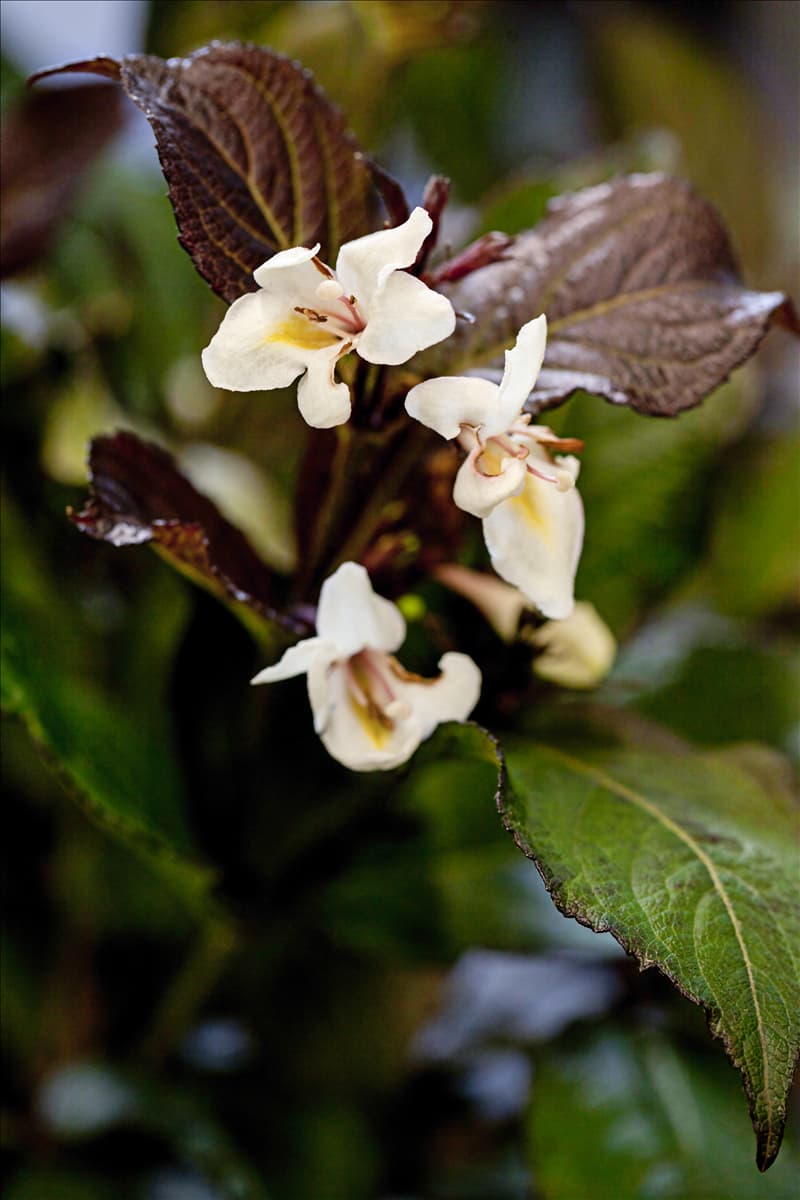 Weigela florida 'Ebony & Ivory'®