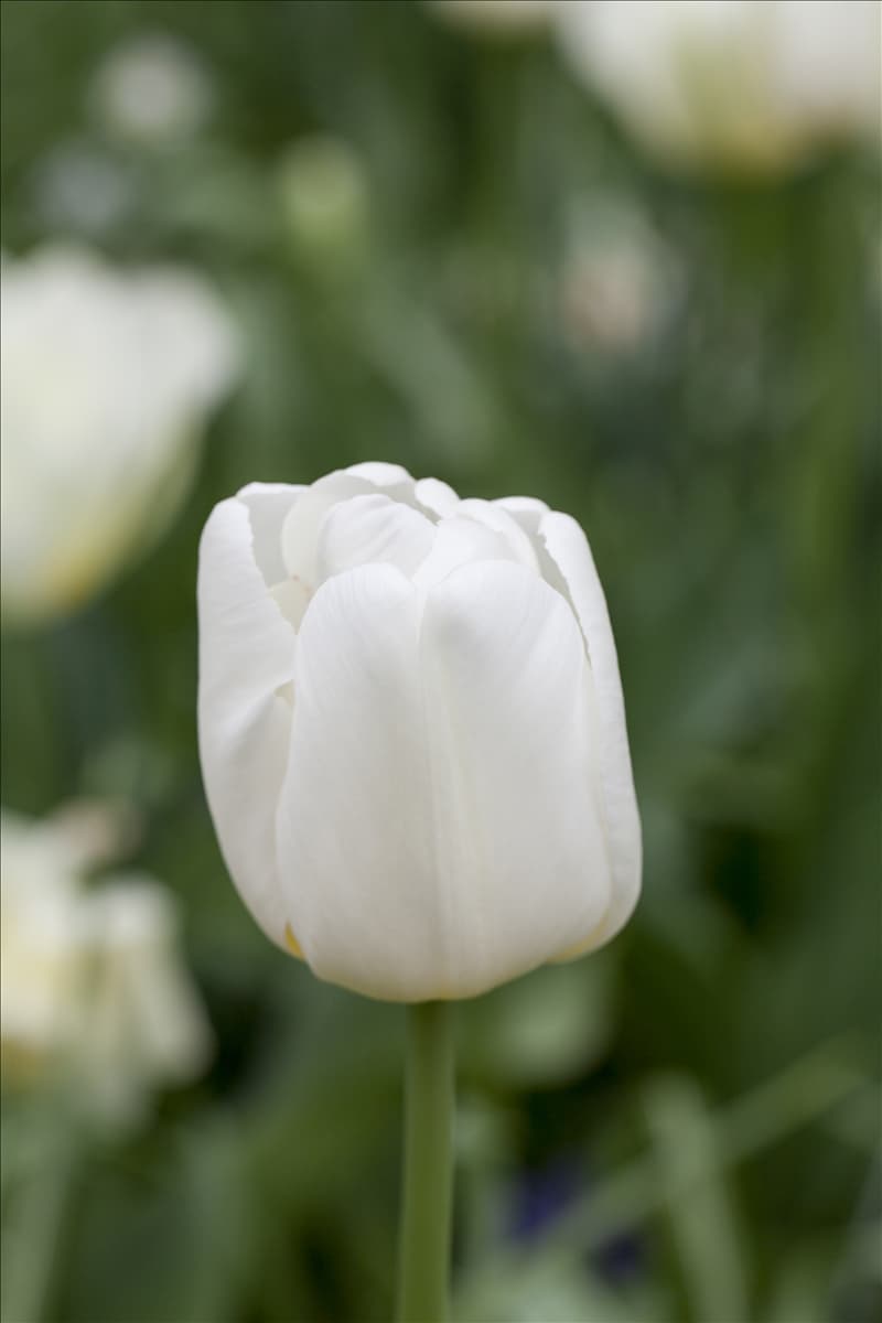 Tulipa multiflora 'Weiße Berliner'