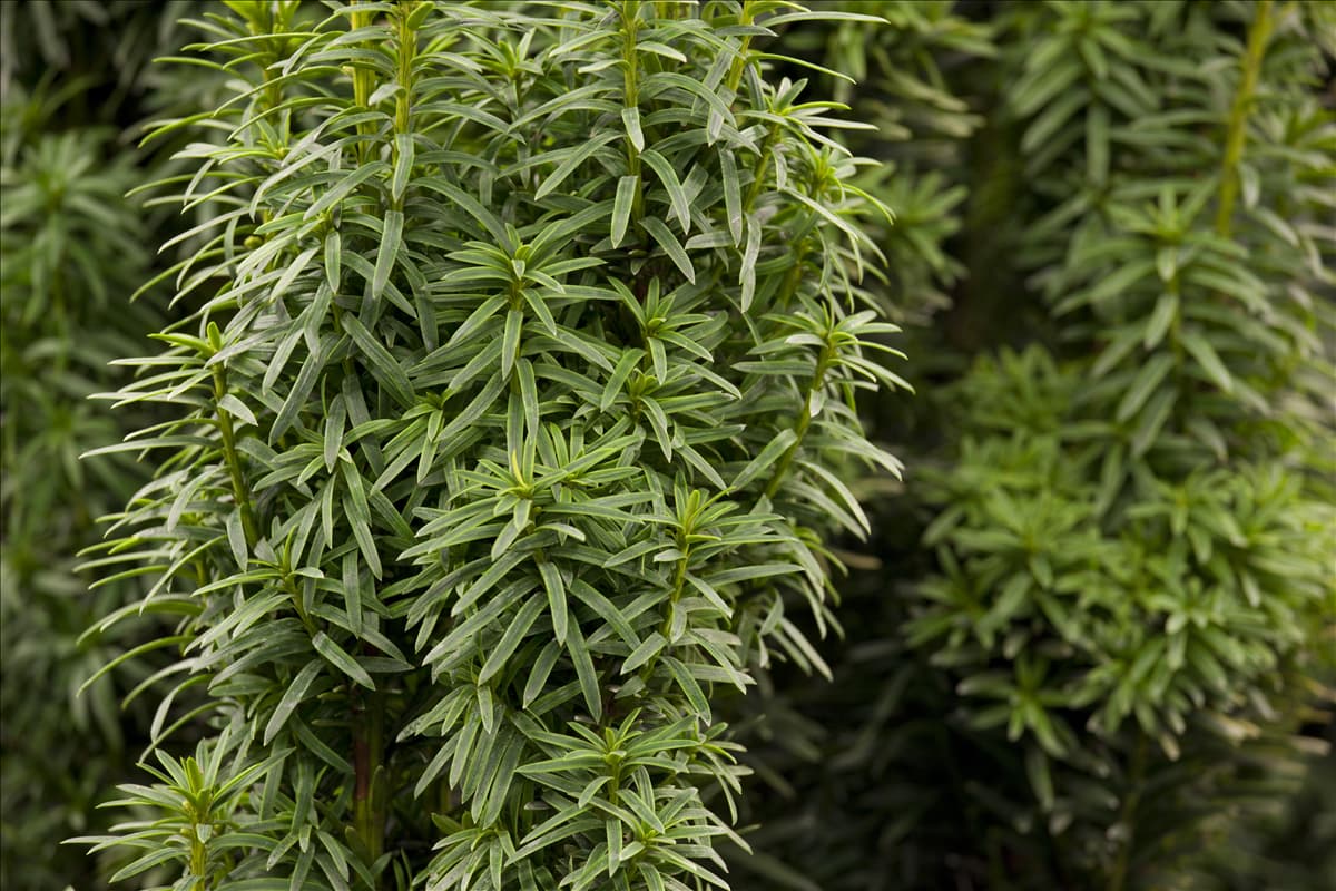 Taxus baccata 'David'