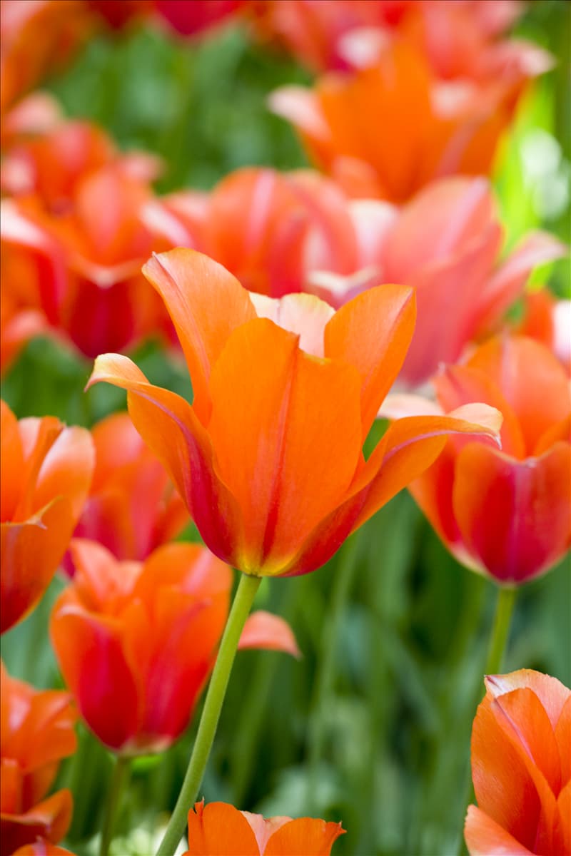 Tulipa, orange