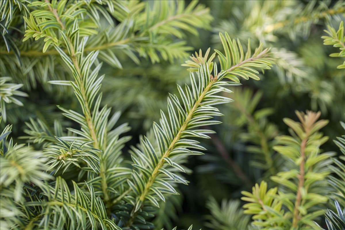 Taxus baccata 'Ivory Tower'