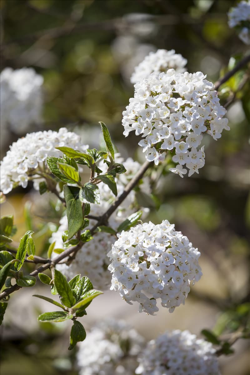 Viburnum x burkwoodii