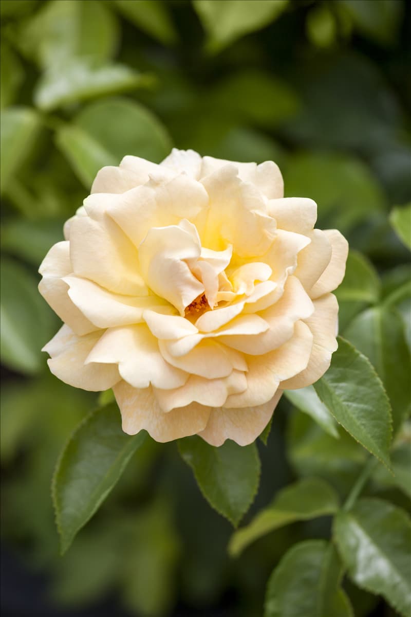 Strauchrose