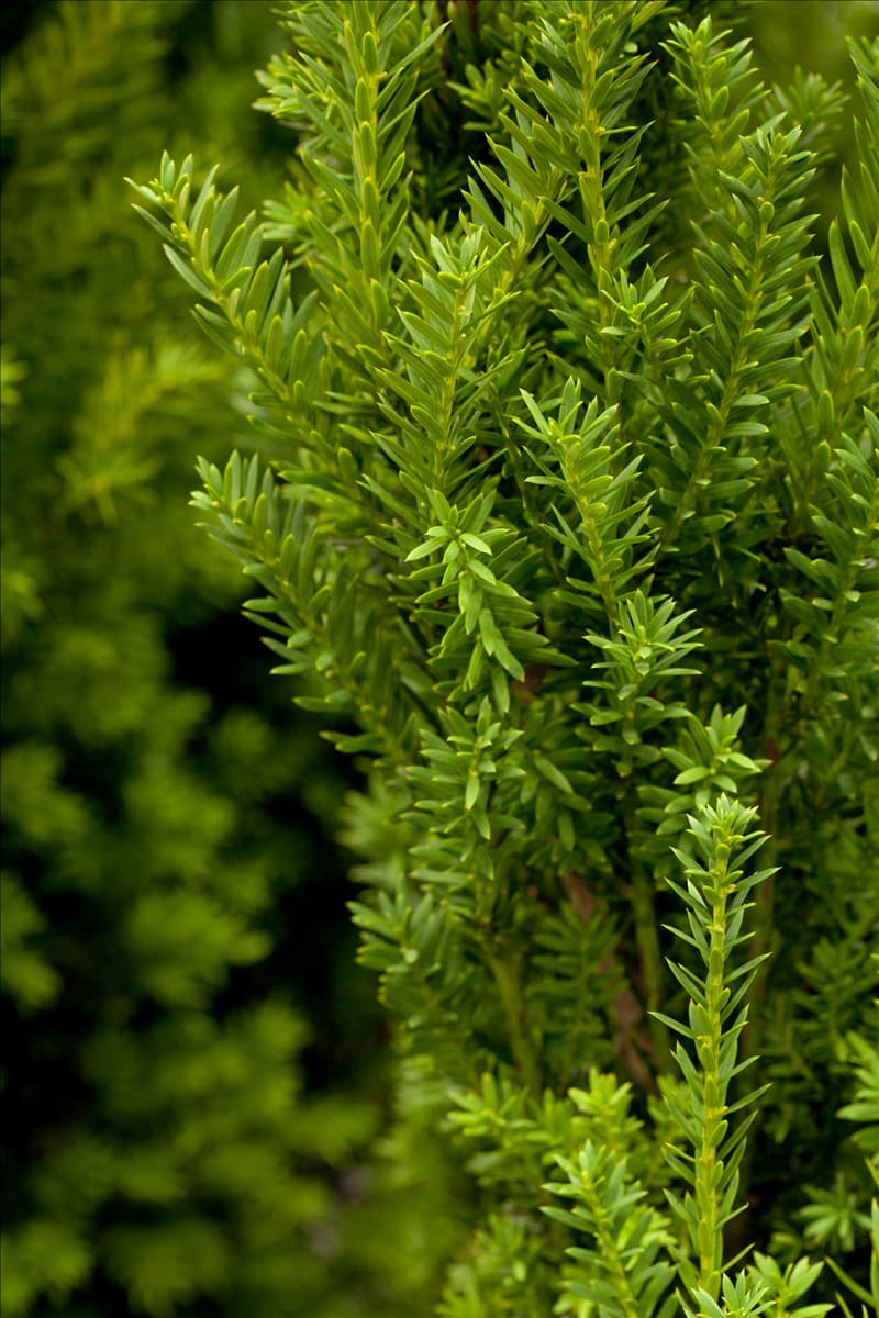 Taxus x media 'Hillii'