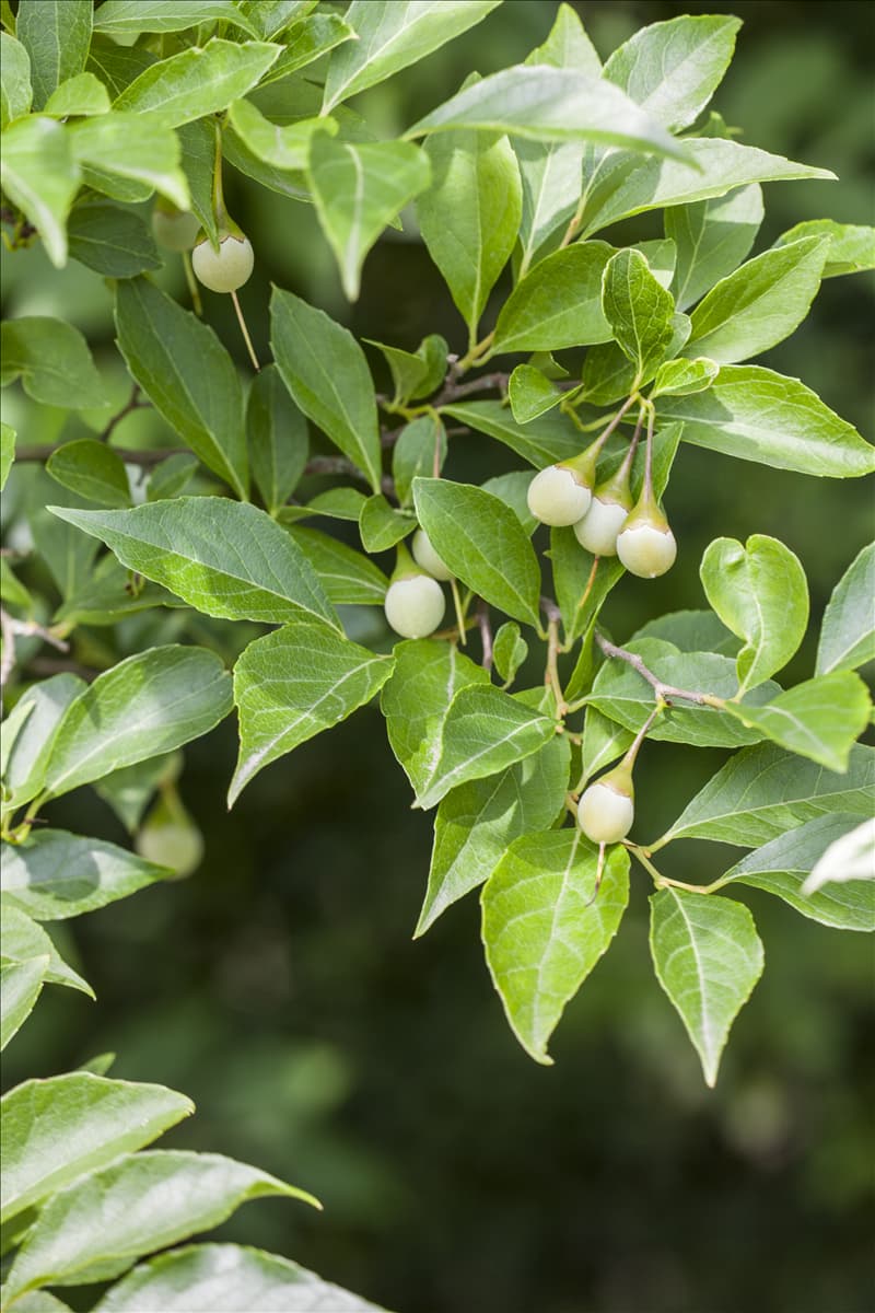 Styrax japonicus