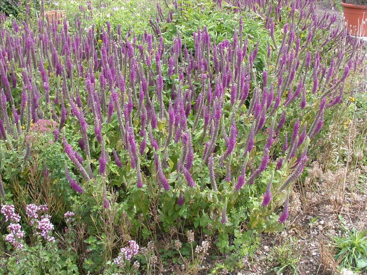 Teucrium hyrcanicum