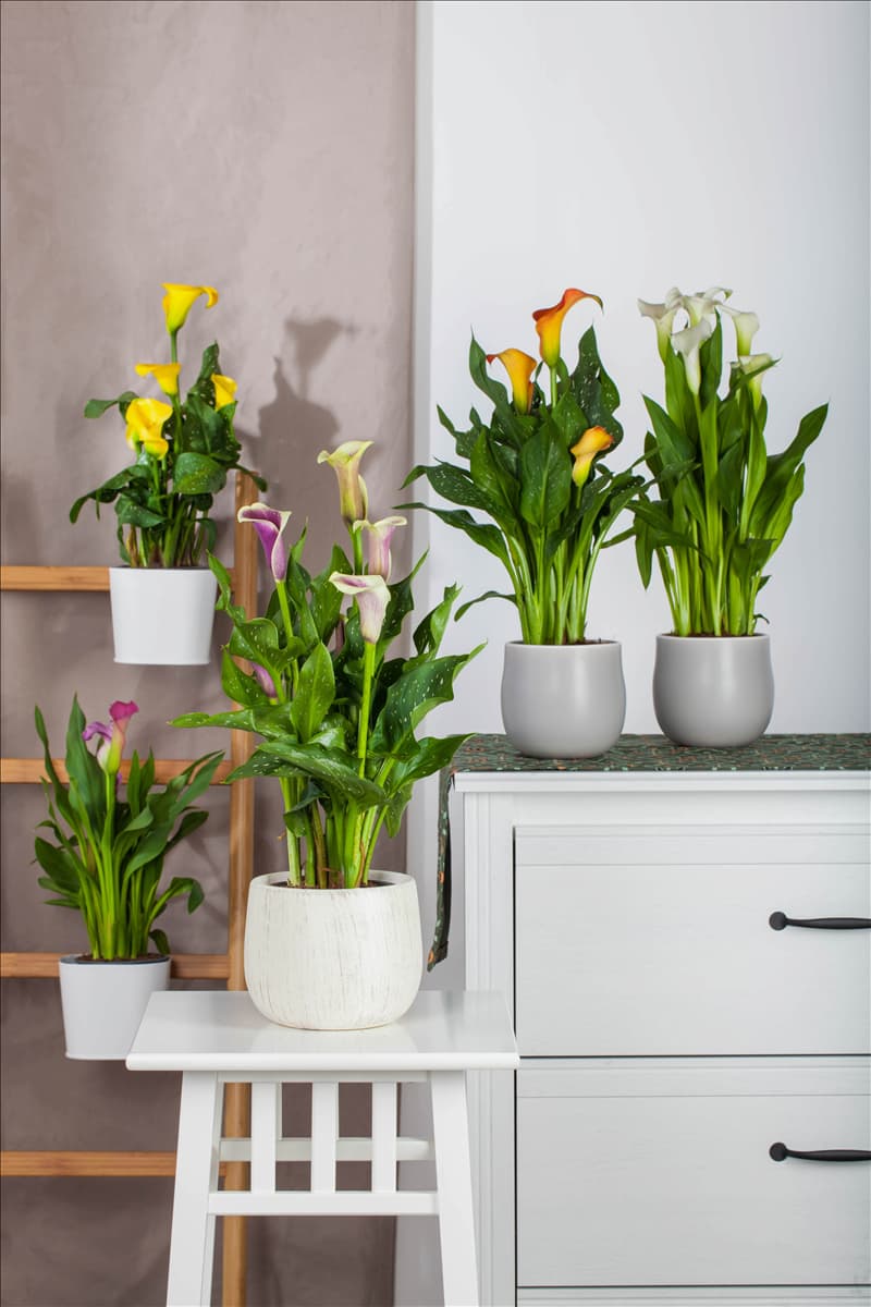 Zantedeschia aethiopica