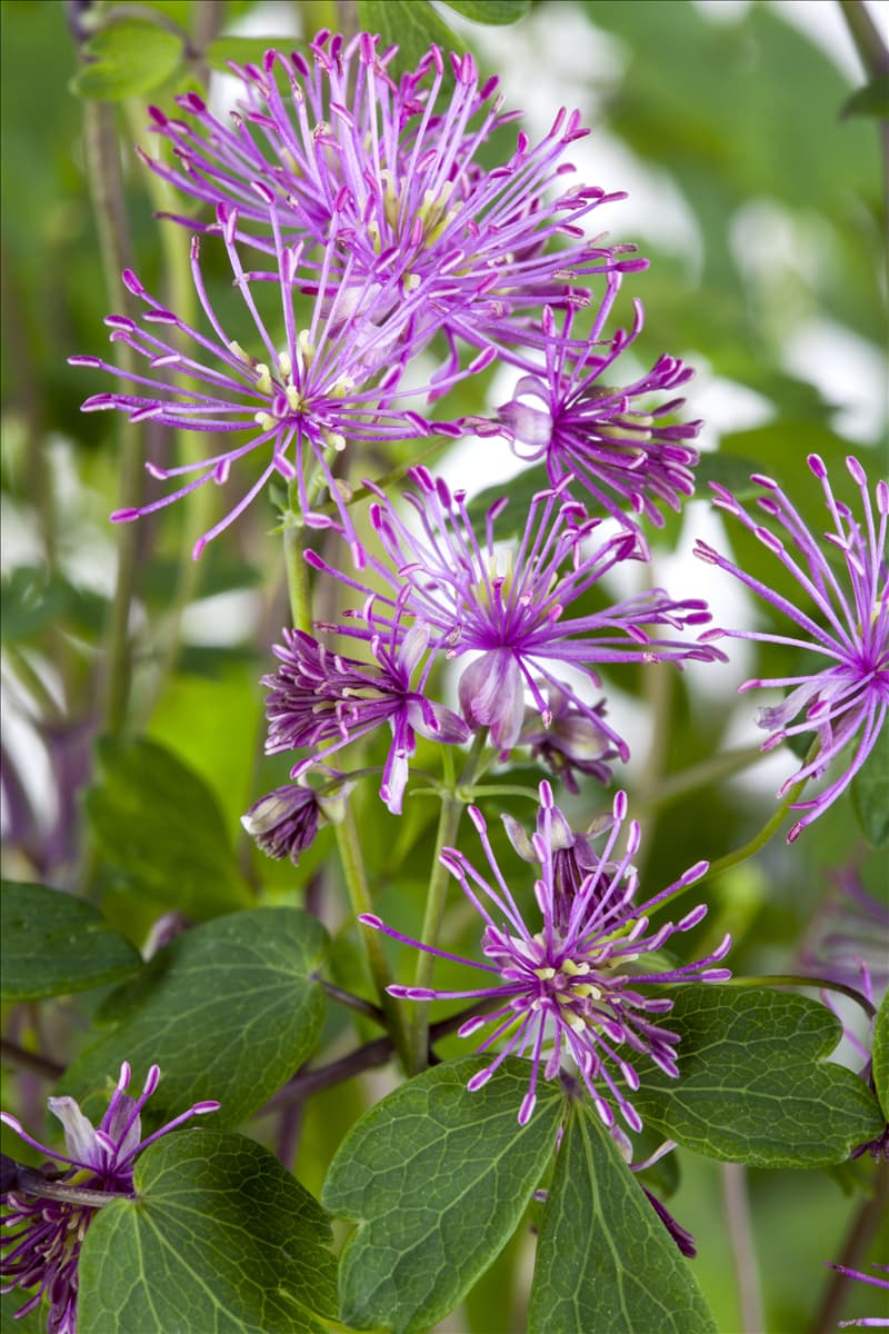 Thalictrum aquilegifolium 'Purplelicious'