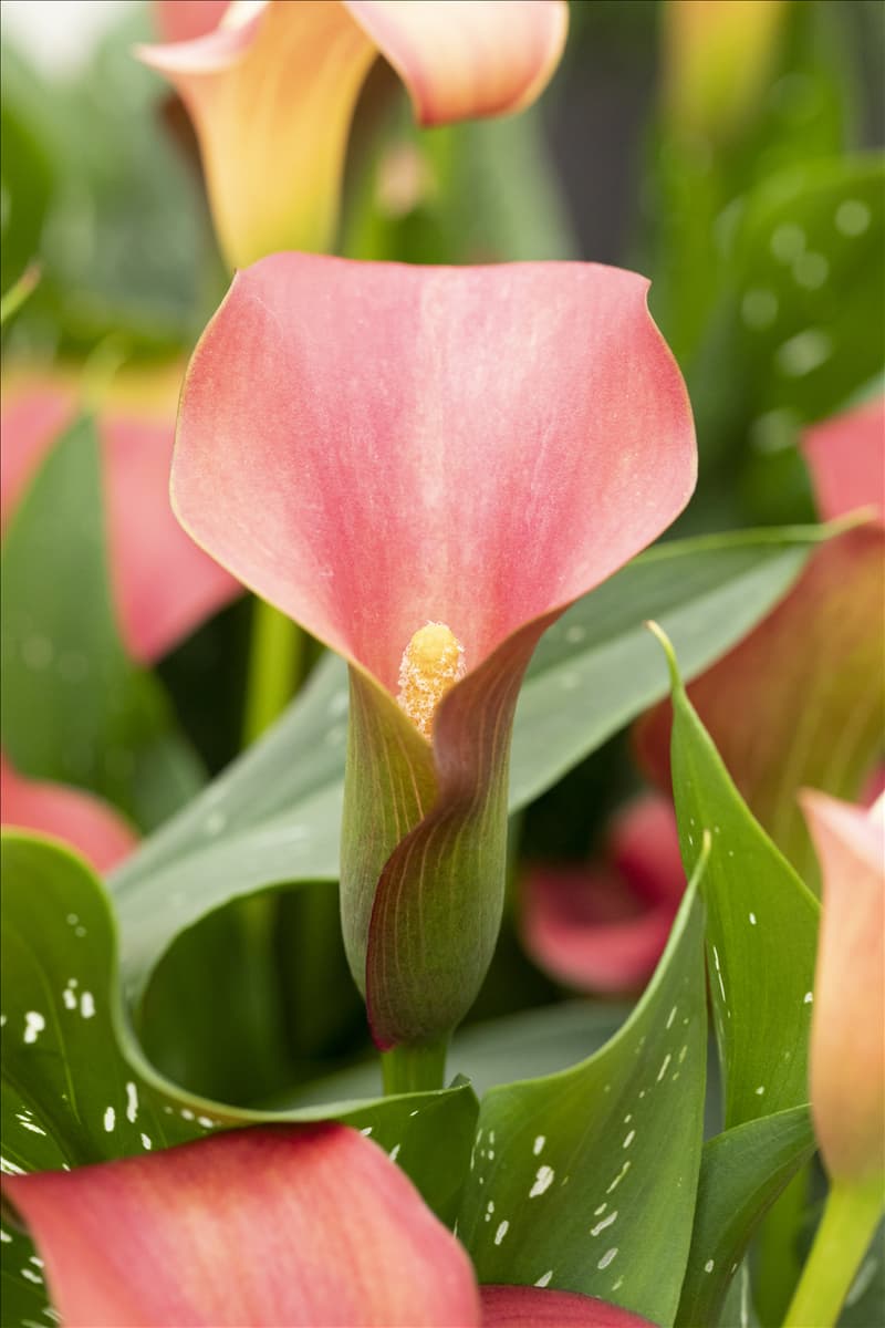 Zantedeschia 'Bloody Marry'