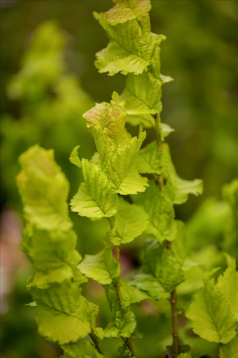 Ulmus x hollandica 'Wredei'