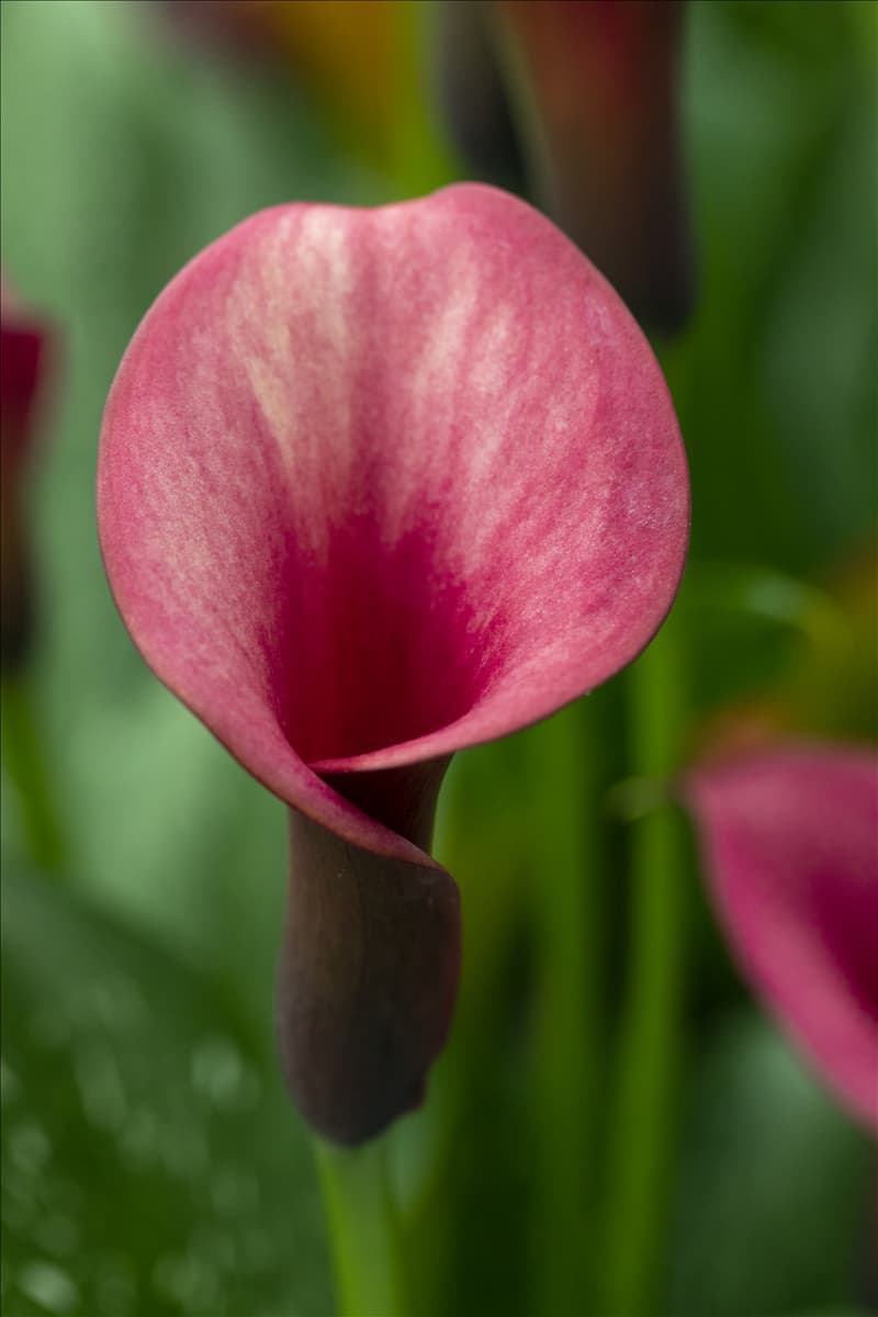 Zantedeschia 'Tropical'